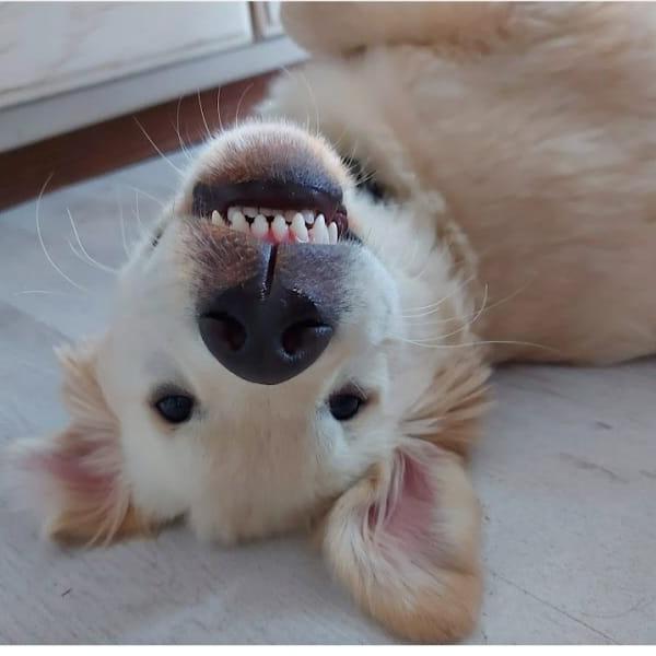 Junghunde Gruppe Samstag 13 Uhr