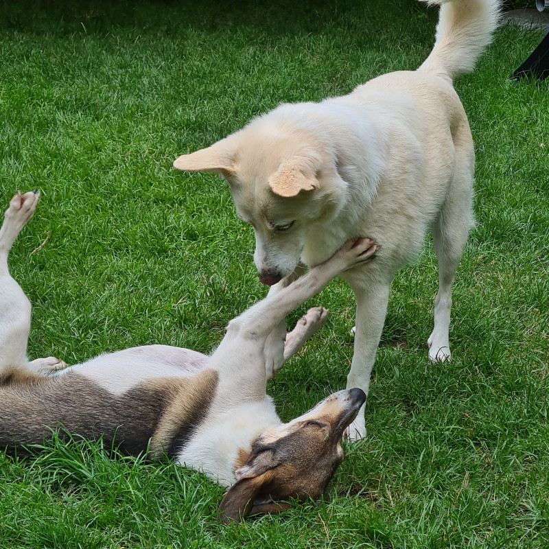 Sozialkontaktstunde für Junghunde