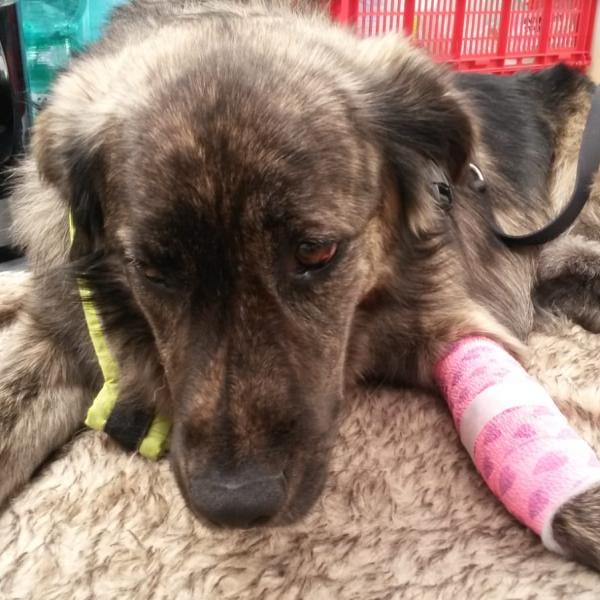 Erste Hilfe am Hund Theorie und Praxis