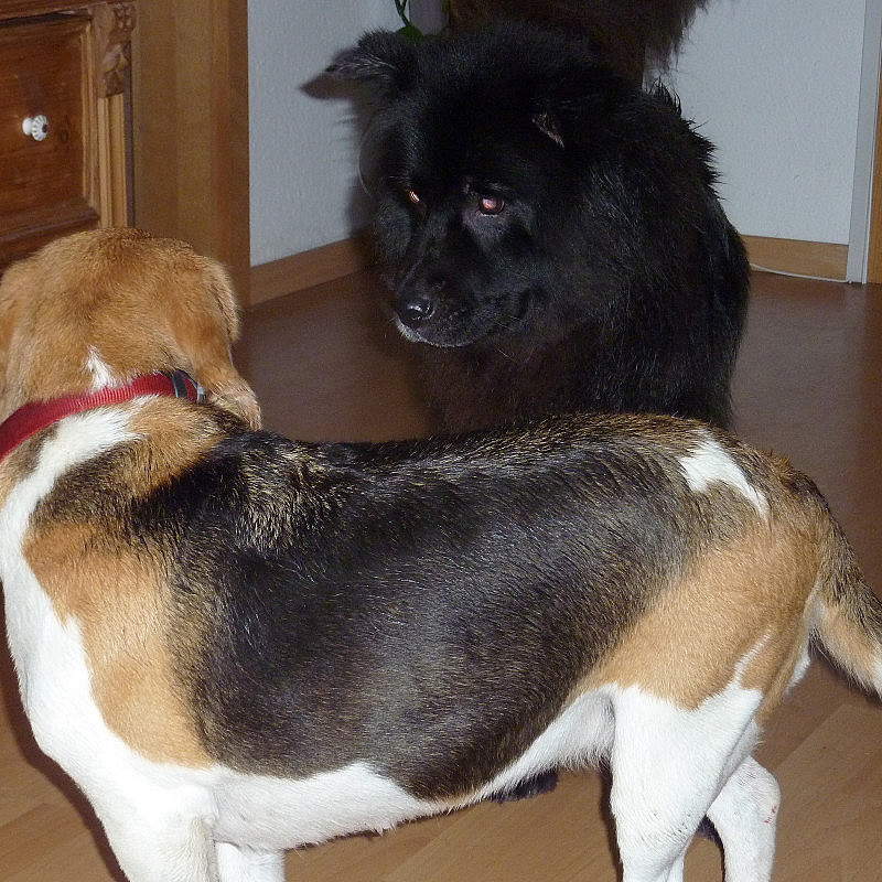 Hundebegegnungen - sicher üben mit Gleichgesinnten