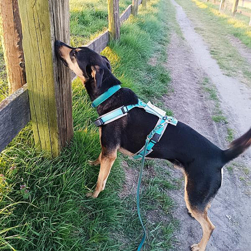 Spürhunde Workshop