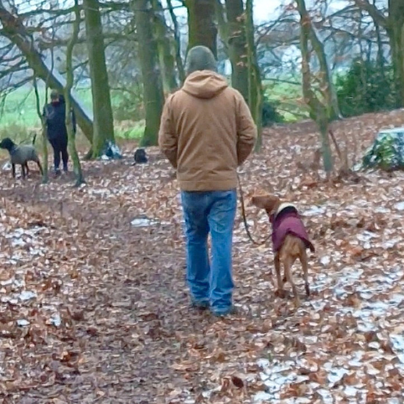 Sicher bei Hundebegegnungen