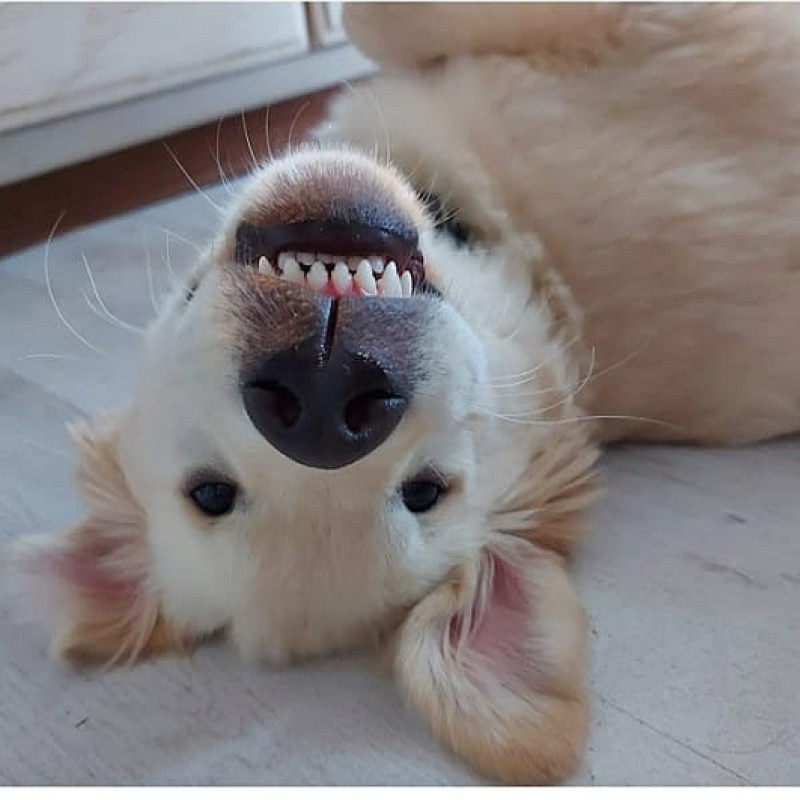 Ausdrucksverhalten unserer Hunde - Hunde sprechen – wir müssen nur lernen hinzuhören.