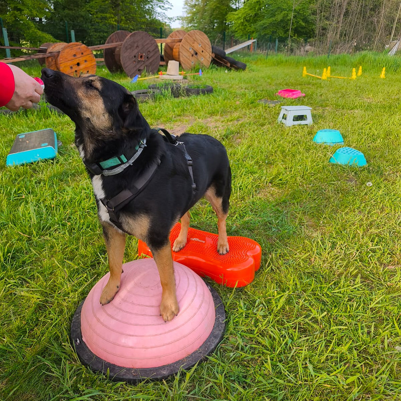 Parkour für deinen Hund