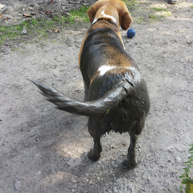 Stammtisch für Hundehalter