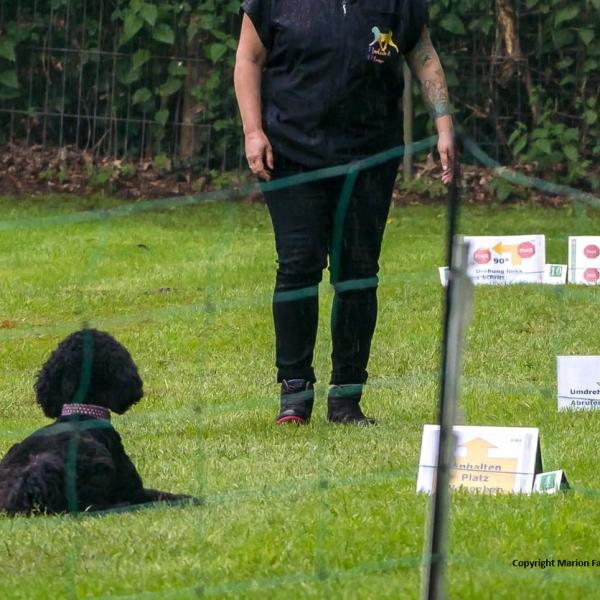 Rally Obedience Donnerstag 19 Uhr