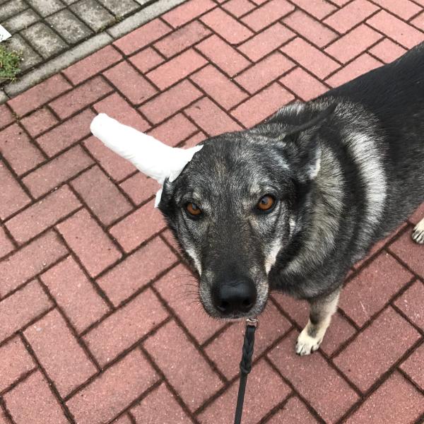 Erste Hilfe am Hund Theorie