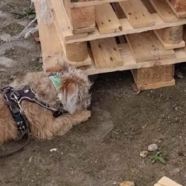 Schnüffeln "immer der Nase nach" Montag 19 Uhr