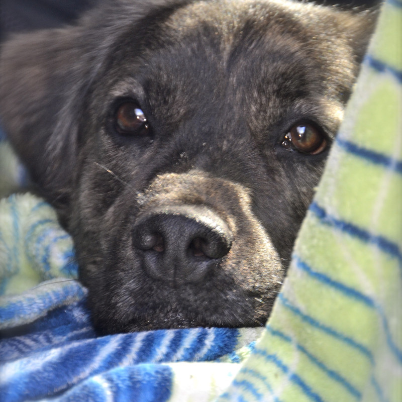 Workshop: Lieblingshund im Fokus – Zurück zur Beziehung bei Hundebegegnungen
