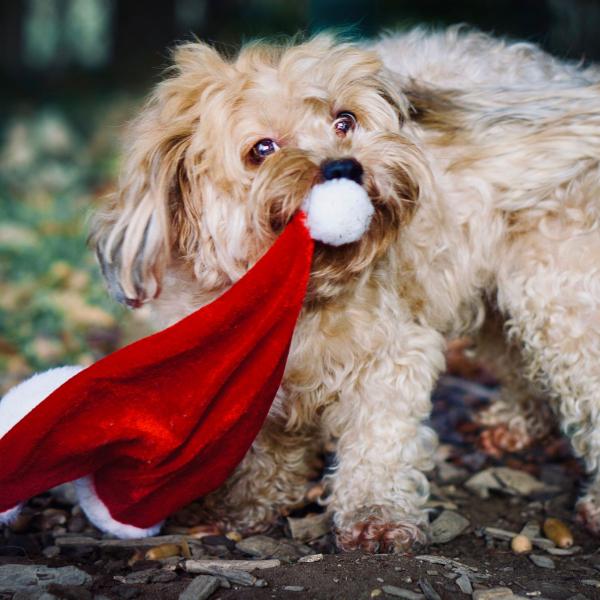 Vorweihnachtlicher Social Walk
