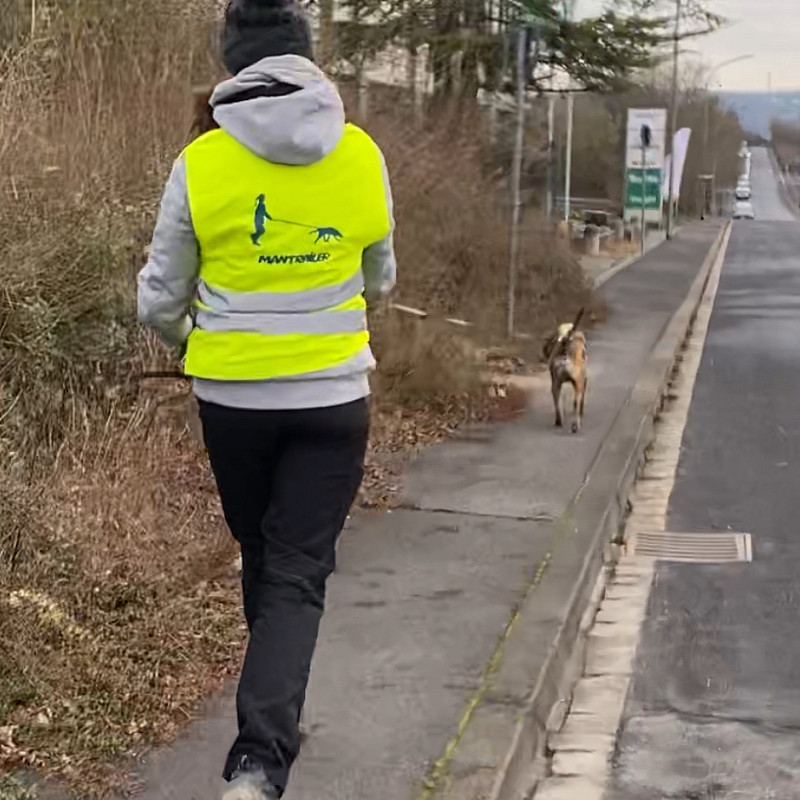 Webinar Mantrailing - Modul 8: häufigste Fehler im Training & Fehleranalyse