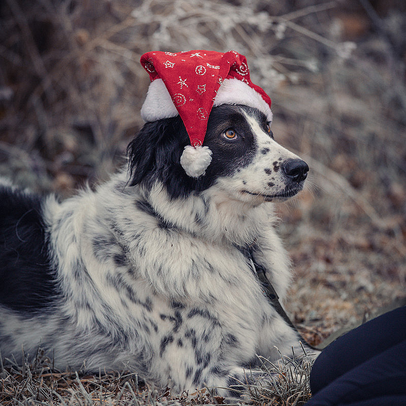 Adventswalk 2026