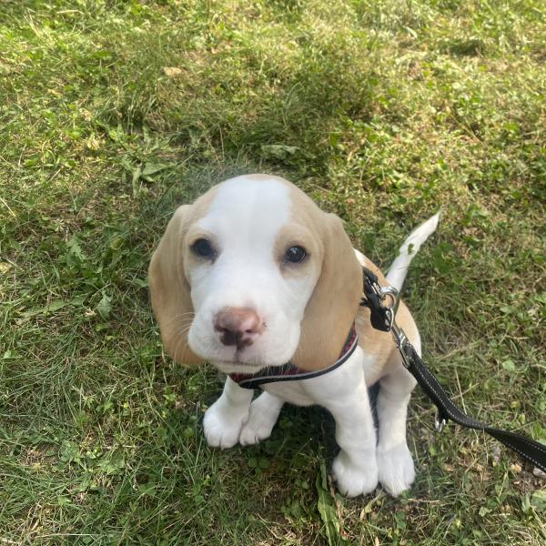 Apportieren für Anfänger