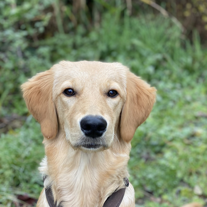 2. Klasse - Tierschutzhunde & Junghunde ab 10/2026