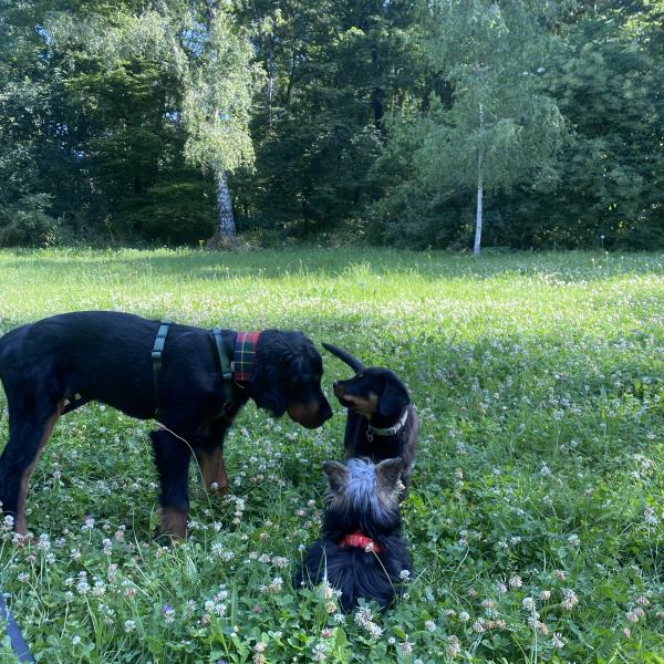 2. Klasse - Tierschutzhunde & Junghunde ab 02/2026