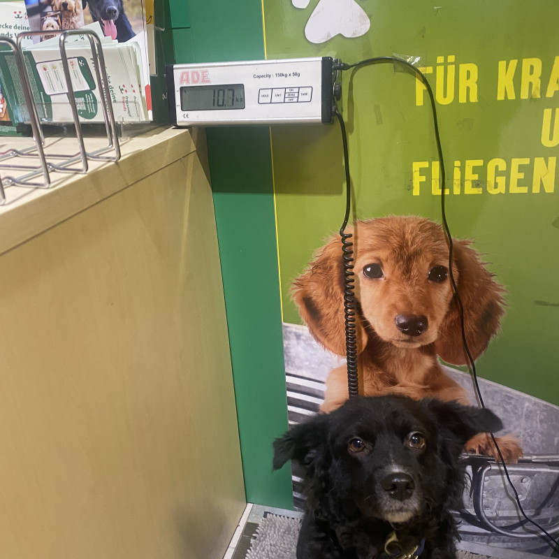 3. Klasse - erwachsene Hunde ab 07/26
