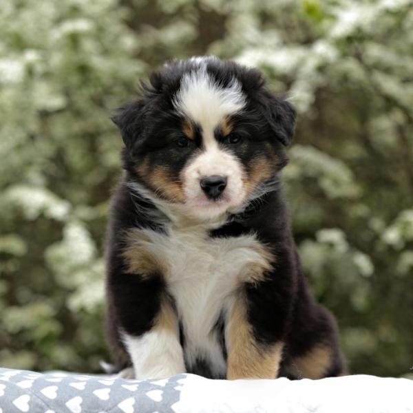 1. Klasse Welpenschule