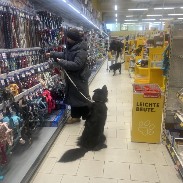 5. Klasse - der Hundefühererschein