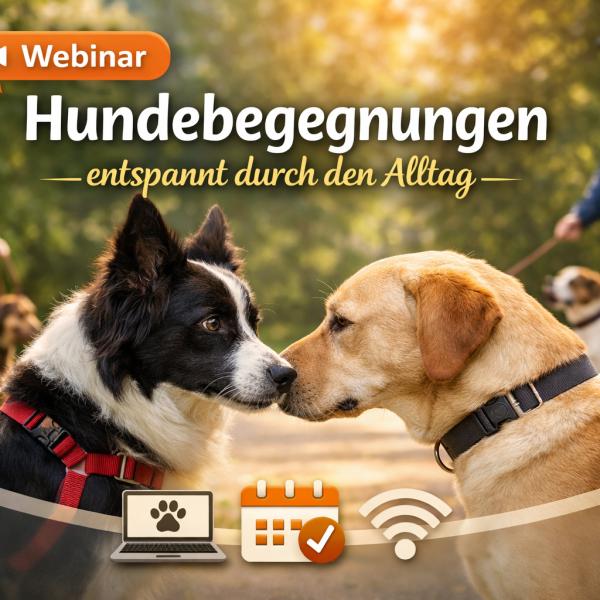 Webinar (Hunde-)Begegnungen - entspannt durch den Alltag