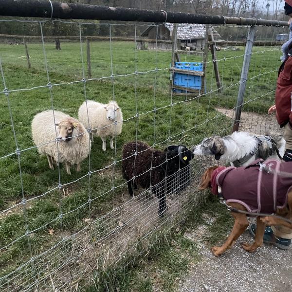 TierparkWalk 12.04.26 – Gelassen bleiben trotz tierischer Ablenkung