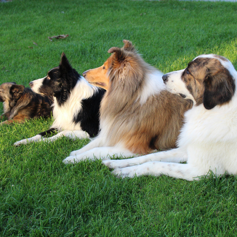 Dienstags-Gruppe „Pfotenhelden“