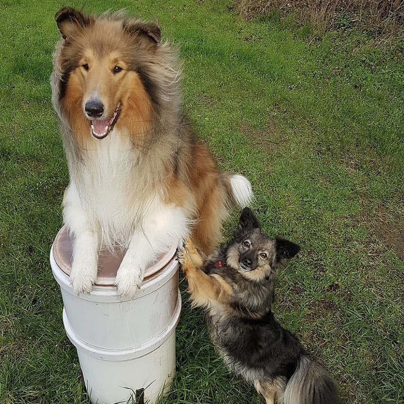 Freitags-Gruppe „Pfotenstars“