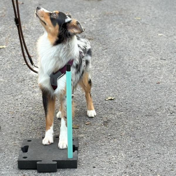 SQR Dog - Beginner