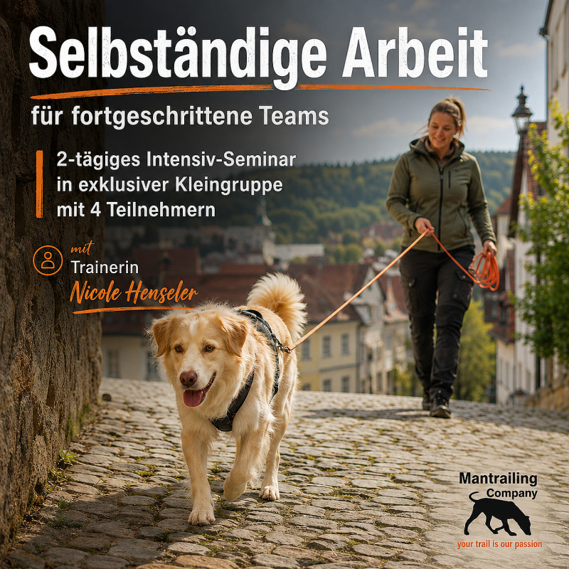 2tägiges Mantrailing-Special: Selbständige Arbeit