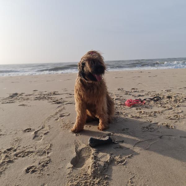 Hoopers Agility - Anfänger BE