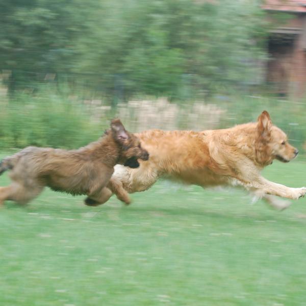Welpen und Junghundezeit und Pubertät BE
