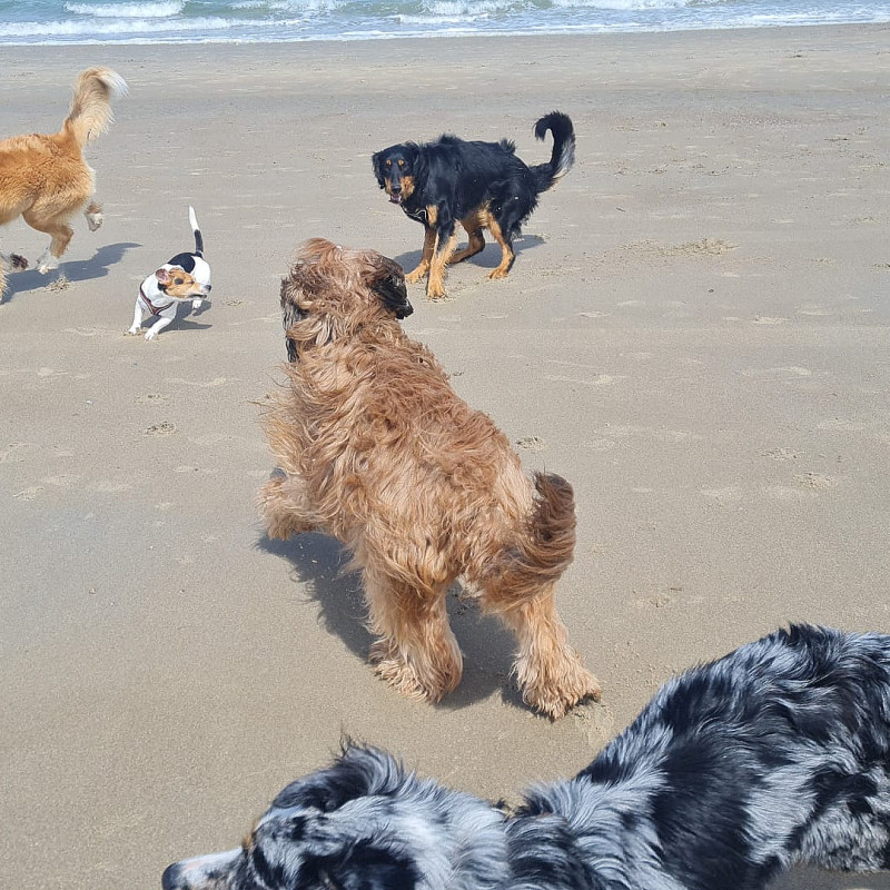 Urlaub mit Hund in Renesse / Holland