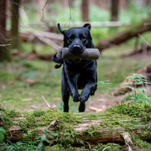 Dummytraining - Apportieren next level