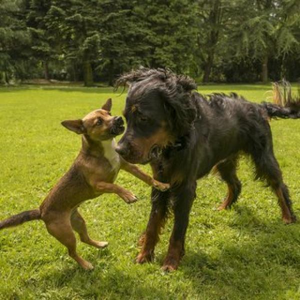 Der Hunde-Duden. Was sagt mein Hund?