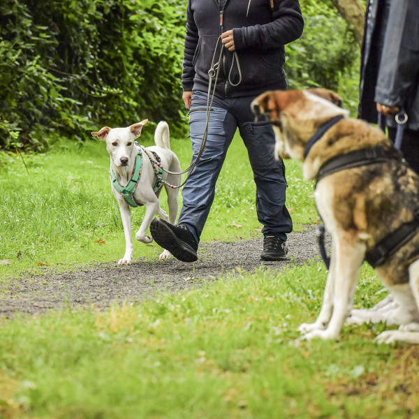 Social Walk, MI, Aarau