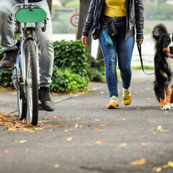 Junghunde & Alltagsgruppe, SA, Baden