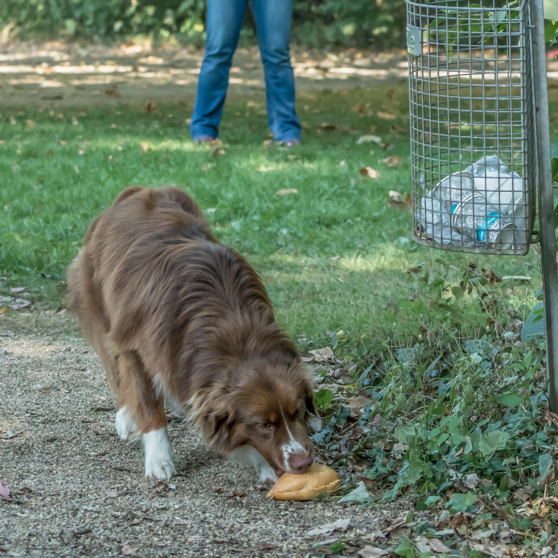 „Allesfresser? Nicht mit mir!“ – Anti-Fress-Training für unterwegs