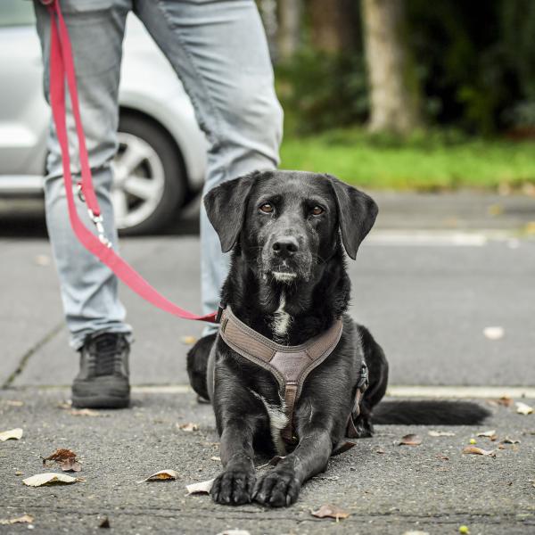Übungsstunde passiv (Gruppentraining)