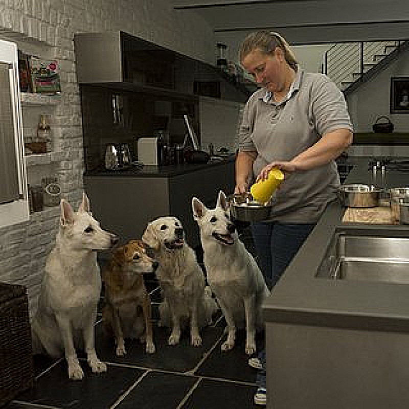 Mehrhundehaltung