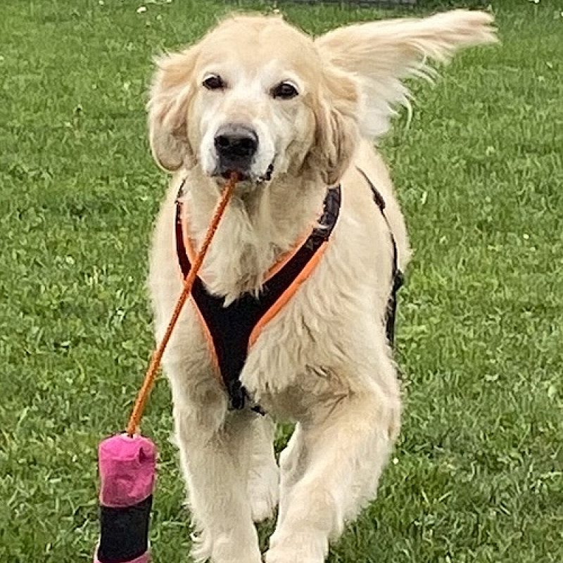 Apportieren Di. 17 Uhr