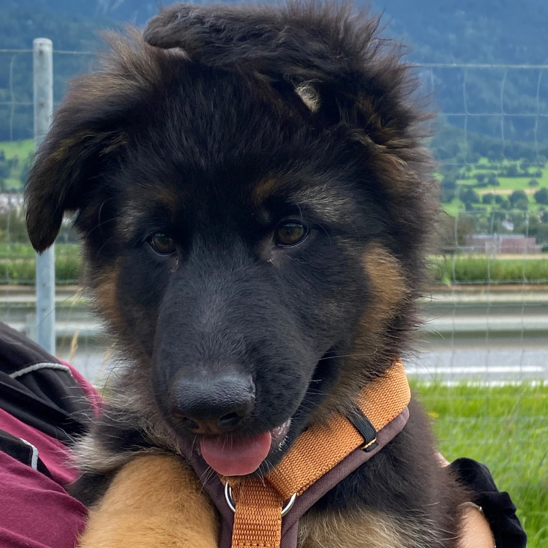 Welpengruppe Mo. 18 Uhr