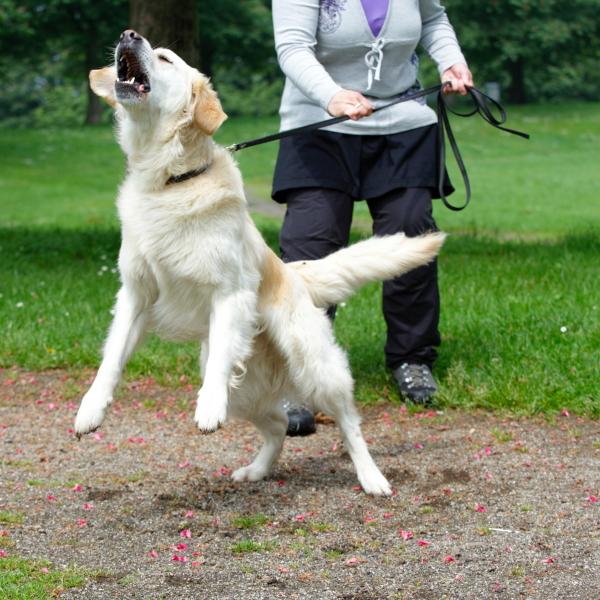 Hundebegegnungen meistern, Mo. 14 Uhr