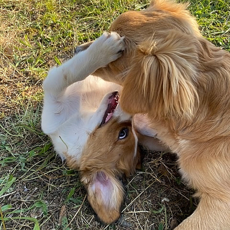 Welpen-Spielstunde Fr. 17 Uhr