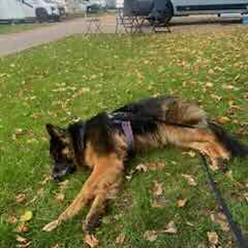 Abschalttraining mit Picknick
