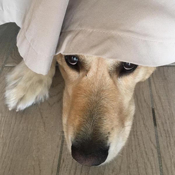 Alltag mit Hund - Was braucht mein Hund?