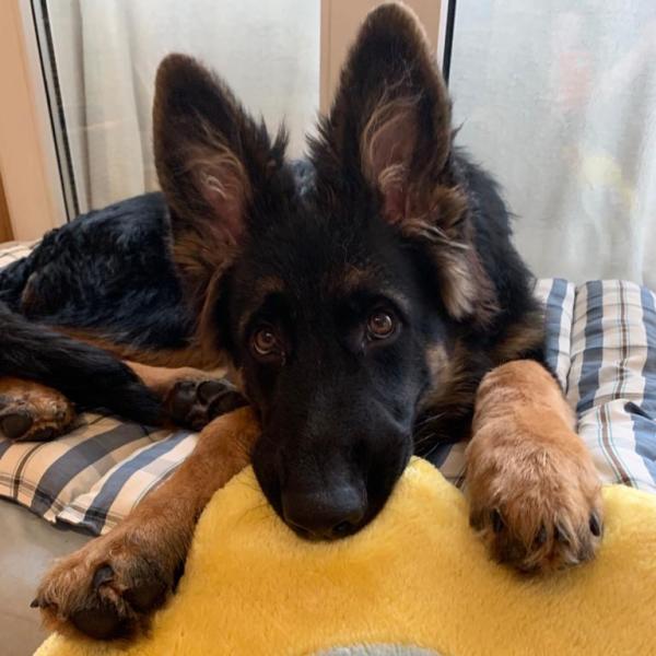 Junghundegruppe Mo. 17 Uhr