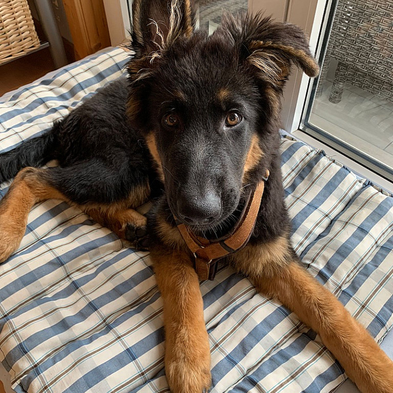 Junghundegruppe Basic Mo. 19 Uhr