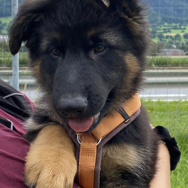 Welpengruppe Sa. 8.30 Uhr