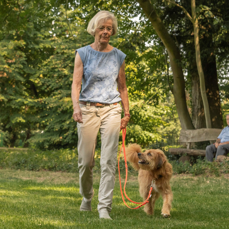 Intensivkurs-Leinenführigkeit