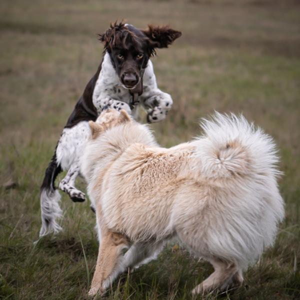Junghunde-Freilaufgruppe
