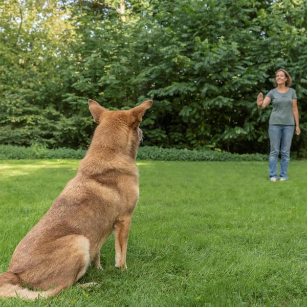 Junghundegruppe-Fortgeschritten